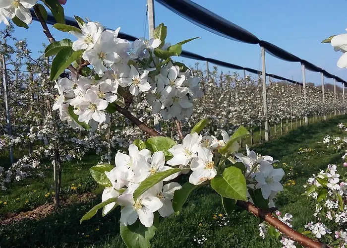 Obstgut Ledinegg Эренхаузен