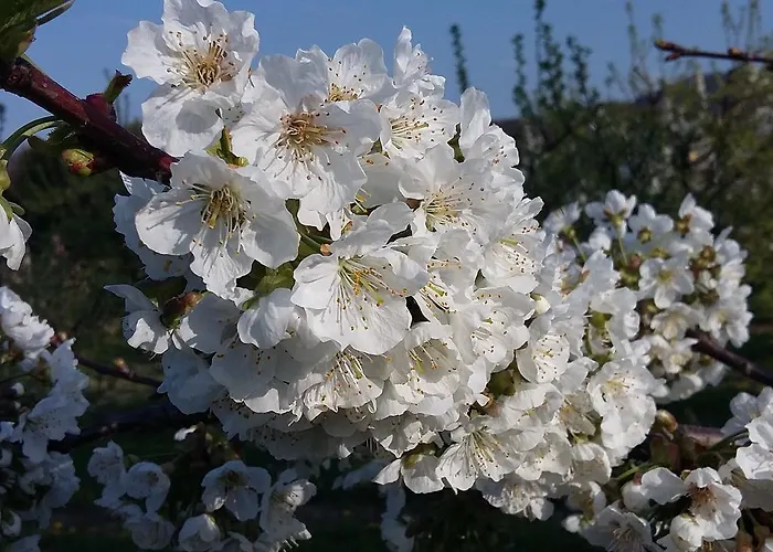 Obstgut Ledinegg إيهرينهاوزين